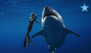 Des plongeurs nagent avec Deep Blue, le plus grand requin blanc au monde - Oahu