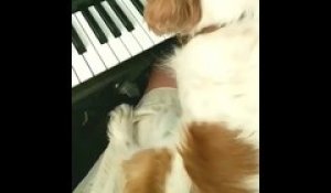 Juste Un Singe Qui Joue Du Piano Comme Les Aristochats Sur Orange Videos