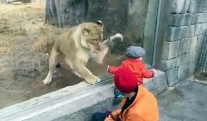 Ce lion a terriblement envie de jouer avec ce bébé... ou de le manger