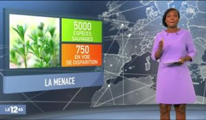 15% des fleurs sauvages de France sont menacées de disparition