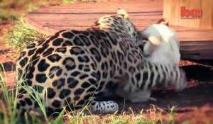 Quand un jaguar et un chien sont meilleurs amis