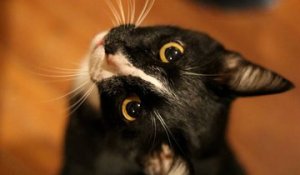 Les moustaches de chat : un organe sensoriel essentiel