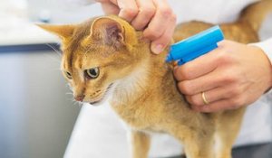 L'identification du chat : faut-il opter pour le tatouage ou la puce électronique ?