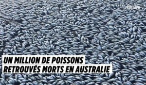 Un million de poissons retrouvés morts en Australie