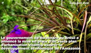 Jugée "non productive", la forêt amazonienne va être dévastée par le Brésil pour être urbanisée