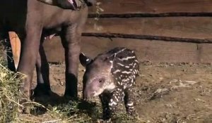 VIDÉO - Un tapir est né à Planète Sauvage