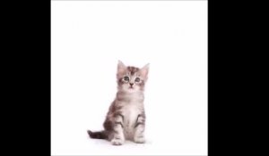 Ce Time-Lapse fascinant fait grandir un Maine Coon de chaton à adulte en 20 secondes