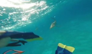 2 plongeurs pris en chasse par un requin aux bahamas