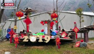 Des bébés pandas prêts à célébrer le Nouvel An chinois