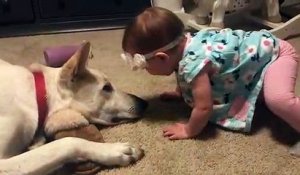 Un bébé fait un bisou à un chien
