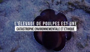L'élevage de poulpes est une catastrophe environnementale et éthique