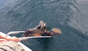Un Bebe Lion De Mer Blesse Vient Demander De L Aide A Un Bateau De Touriste En Californie Sur Orange Videos