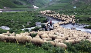 Géorgie : des moutons dans les montagnes