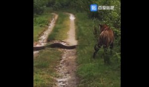 Un tigre croise la route d'un énorme python
