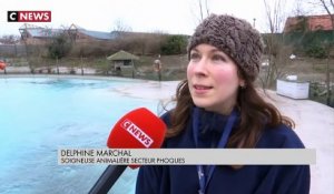 Les phoques stars pour la réouverture du zoo de Dunkerque