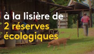 Guyane : petite victoire pour les opposants à la mine d'or géante