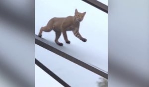 Un jeune lynx tente d'attraper un écureuil !