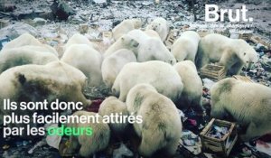 Russie : des ours blancs envahissent un village