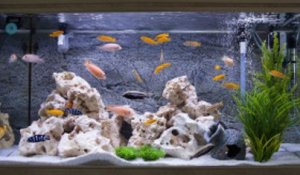 Les critères de cohabitation des poissons en aquarium