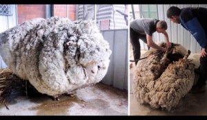 Ils trouvent un mouton qui n'a pas été tondu depuis 5 ans... Grosse boule de laine