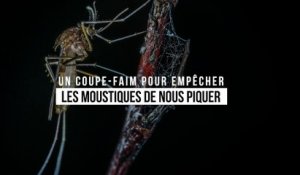 Un coupe-faim pour empêcher les moustiques de nous piquer