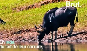 Le gaur est l'un des plus gros animaux terrestres