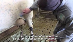 "Imminence", vache égérie du Salon de l'Agriculture 2019