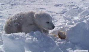 Ces explorateurs rencontrent un bébé ours polaire perdu