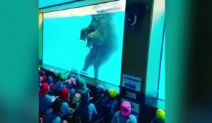Un éléphant dans un zoo contraint de nager pour rester en vie pour amuser les touristes