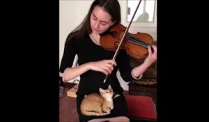 Ce chaton est complètement hypnotisé par la violoniste qui joue au-dessus de lui