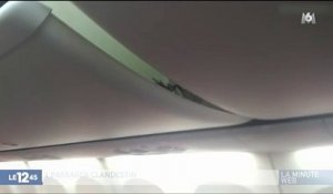 Un scorpion s'invite à bord d'un avion