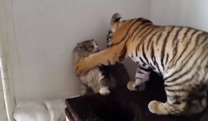 Un bébé tigre joue avec un chat... Amitié adorable et petits coups de griffe