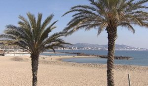Un nouvel outil pour sauver les palmiers de la Côte d'Azur du charançon rouge