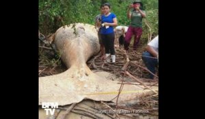 Cette baleine a été retrouvée morte en pleine jungle brésilienne, à 15 mètres du rivage