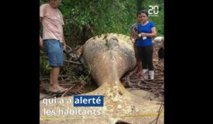 Brésil: Une baleine à bosse retrouvée au milieu de la forêt amazonienne