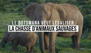 Le Botswana décidé à reprendre la chasse aux animaux sauvages