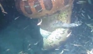 Les images de cet anaconda en pleine chasse sous l'eau sont impressionnantes
