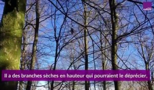 Forêt : le martelage "durable" dans le massif des Vosges du Nord