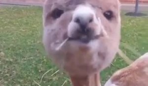 Le Truc Le Plus Mignon Du Jour Bebe Ane Adorable Sur Orange Videos