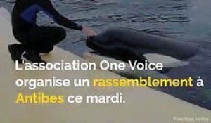 Manifestation contre Marineland, chien disparu, Festival de Cannes au cinéma: voici votre brief info de mardi après-midi