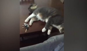 Un chat empêche sa maîtresse de récupérer ses clefs !