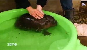 "Zone Interdite" assite au premier bain d'un bébé hippopotame et ça fait craquer les téléspectateurs ! Regardez