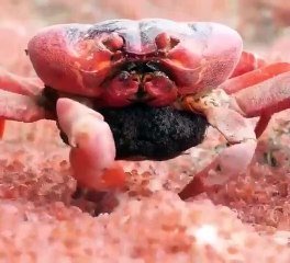 Cette Maman Crabe Devore Ses Propres Bebes Quand Elle A Faim Sur Orange Videos