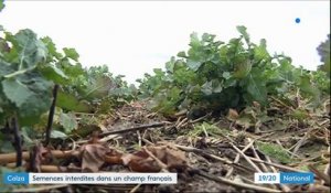Colza : semences interdites dans un champ français