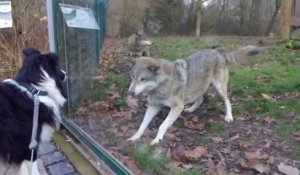 Un loup veut jouer avec un chien... Tellement mignon