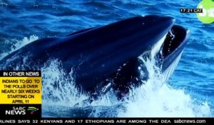 Découvrez les images impressionnantes d'un plongeur sud-africain avalé par une baleine ... qui le recrache vivant !