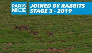 Joined by rabbits   - Étape 3 / Stage 3 - Paris-Nice 2019