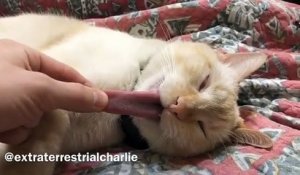 Ce chat tire la langue en dormant !