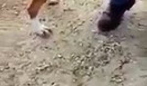 Ce chien refuse de lâcher la jambe et de laisser partir ce journaliste en visite dans un refuge animalier