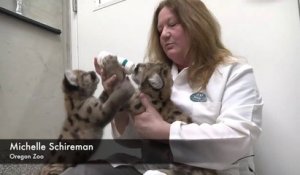 Ces 3 bébés puma abandonnés ont été sauvés par ce refuge. Animaux adorable